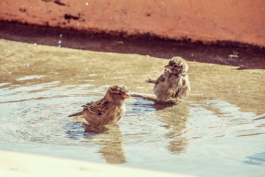 greece, kos, animal, bath, sparrow, summer, water, bird, animal themes HD wallpaper