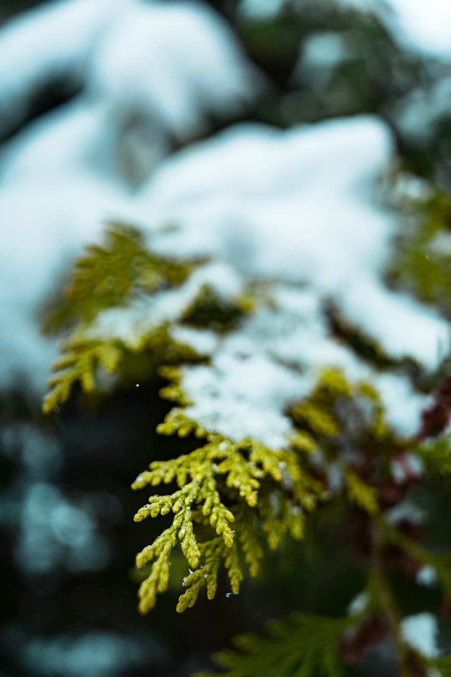 Selective Focus Photography of Snow, blur, close-up, cold, conifer HD wallpaper
