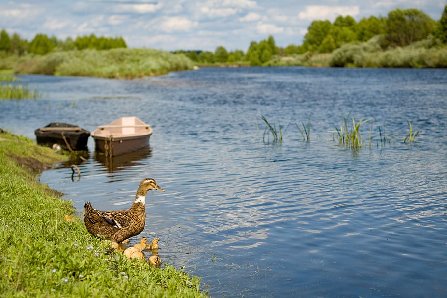 duck, river, summer, hot, boat, ducklings, blue, nature, handsomely HD wallpaper