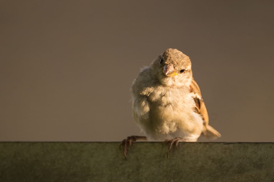 sparrow, bird, animal themes, one animal, vertebrate, animal wildlife HD wallpaper