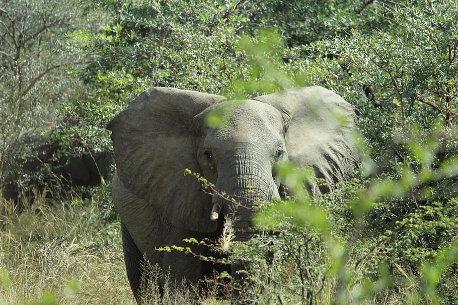 africa, namibia, okavango, elephant, close up, animal, proboscis, HD wallpaper