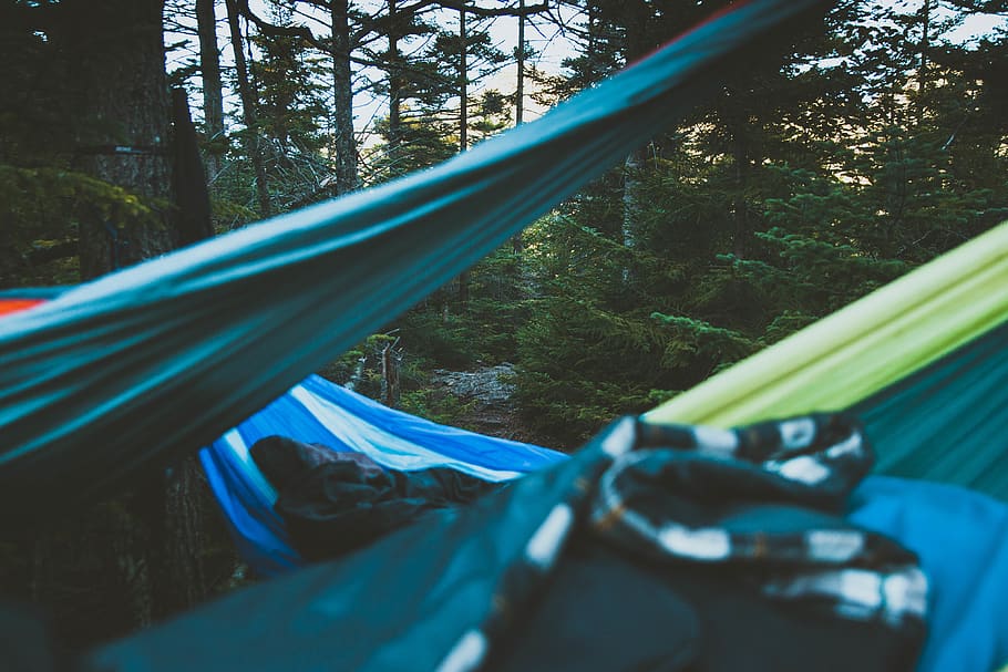 hammocking, trees, plant, forest, transportation, day, land HD wallpaper