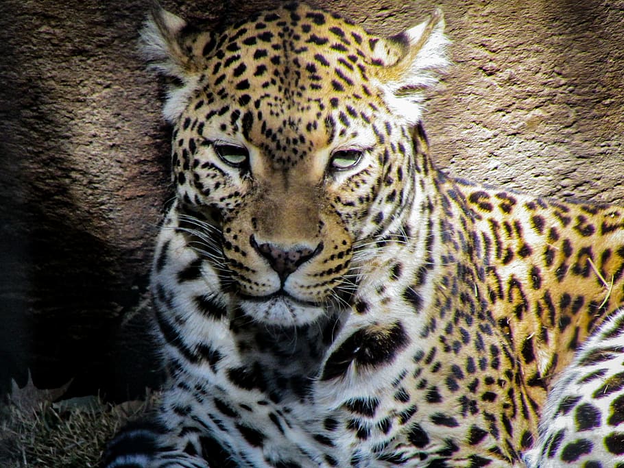 brown and black tiger, leopard, wildlife, animal, jaguar, mammal HD wallpaper
