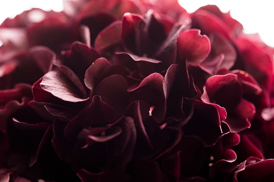 red, petal, flower, bloom, beauty in nature, flowering plant HD wallpaper