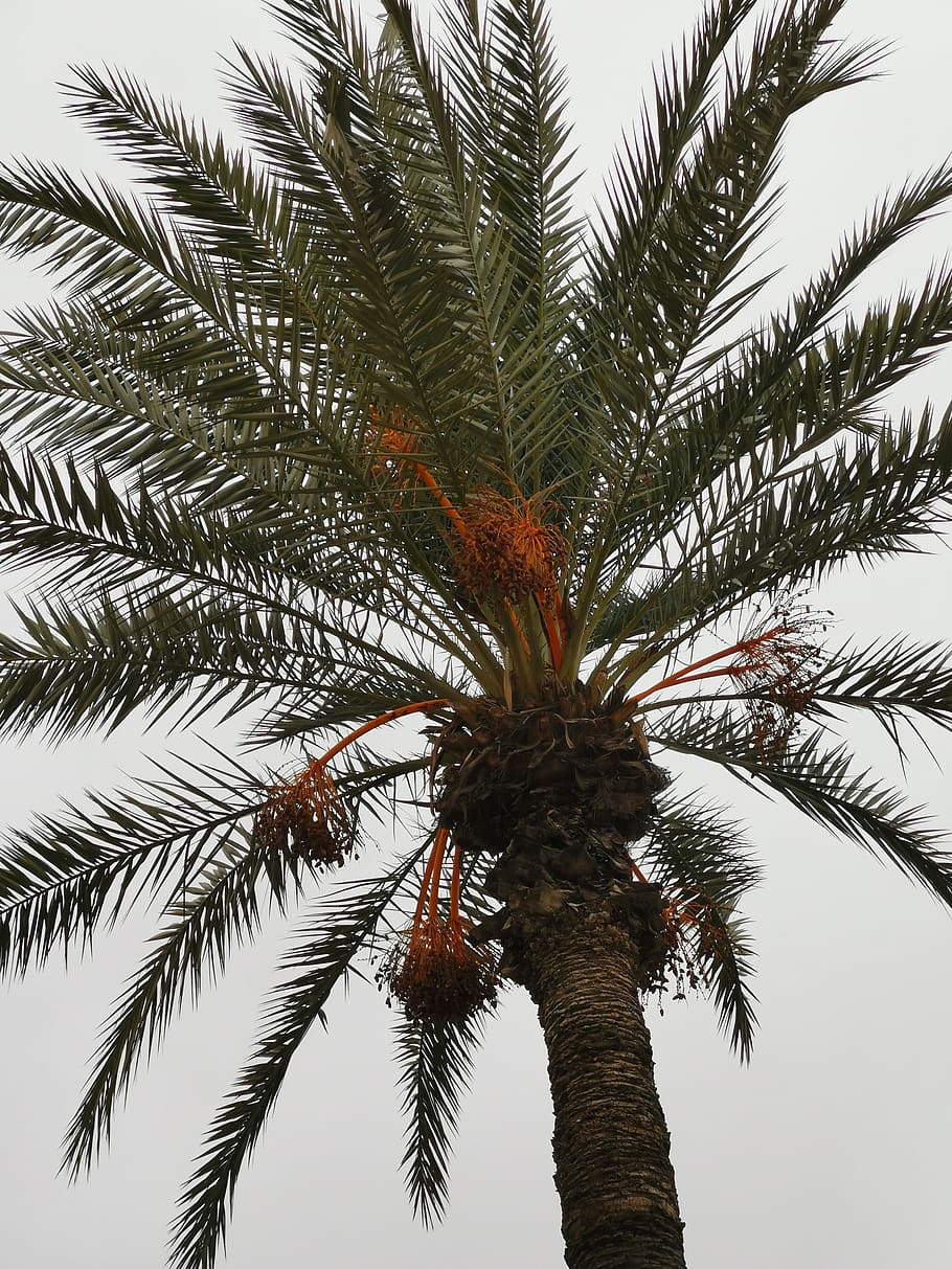 morocco, palm, palm trees, figs, palm fronds, beach, growth HD wallpaper