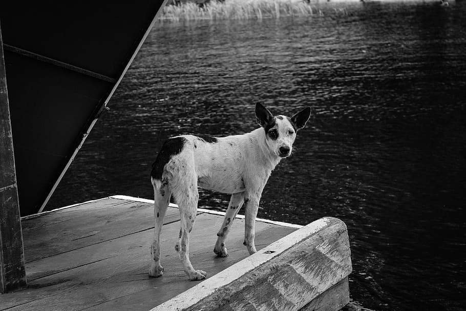 dog on dock, canine, mammal, animal, pet, water, waterfront, outdoors HD wallpaper