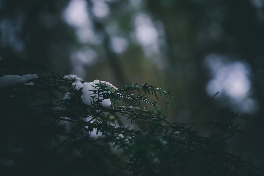 trees, forest, snow, macro, landscape, nature, wallpaper, green HD wallpaper