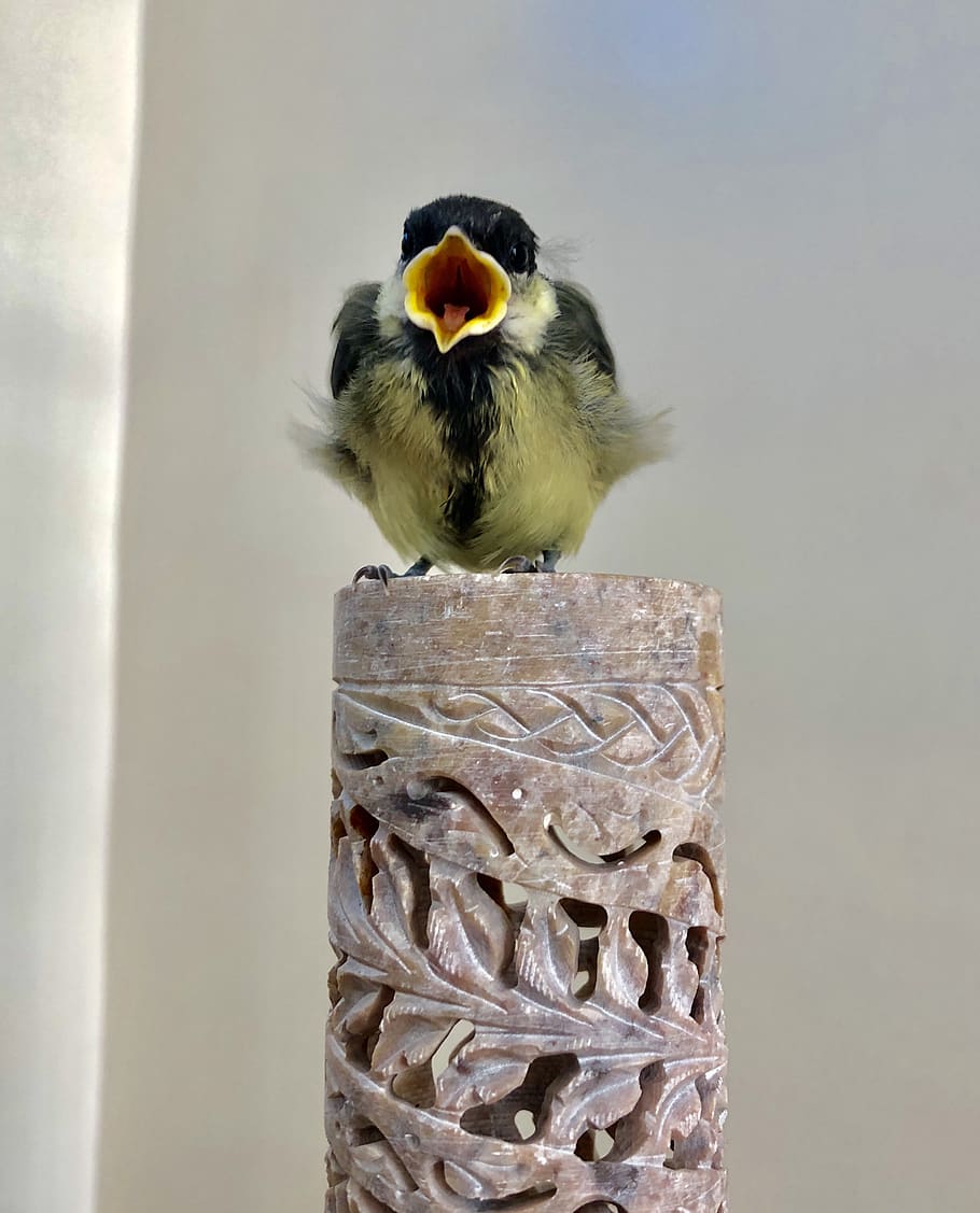 guernsey, feed me!, animal, animal themes, bird, vertebrate HD wallpaper