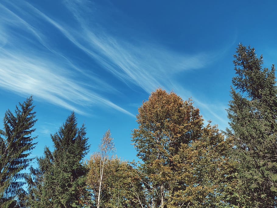 Low Angle Photo of Green Leaf Trees, bright, clouds, colors, daylight HD wallpaper