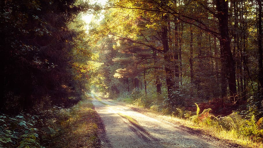 green-leafed trees, light, flare, sunlight, path, nature, scenery HD wallpaper