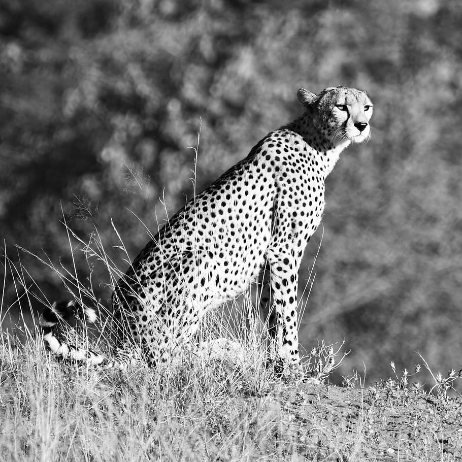 cheetah, wildlife, animal, mammal, leopard, panther, jaguar, HD wallpaper