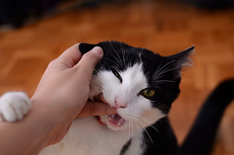 Cat Biting Persons Finger, adorable, animal, bite, black white HD wallpaper