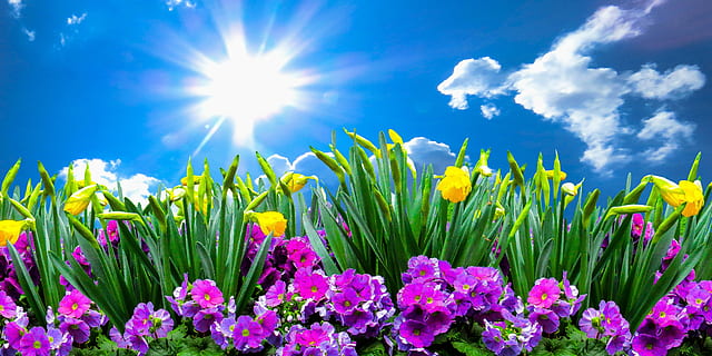 nature, landscape, spring, flowers, sky, clouds, sun, daffodils HD wallpaper