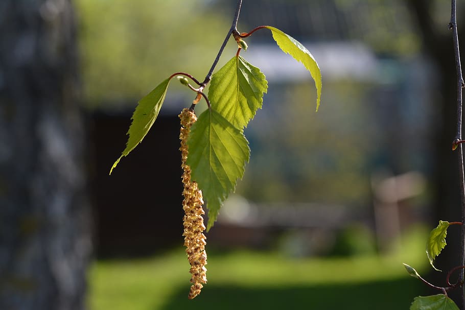 spring, birch, sheet, tree, bloom, plant, focus on foreground HD wallpaper