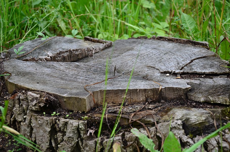 stump, tree, nature, grass, wood, wood - material, plant, no people HD wallpaper