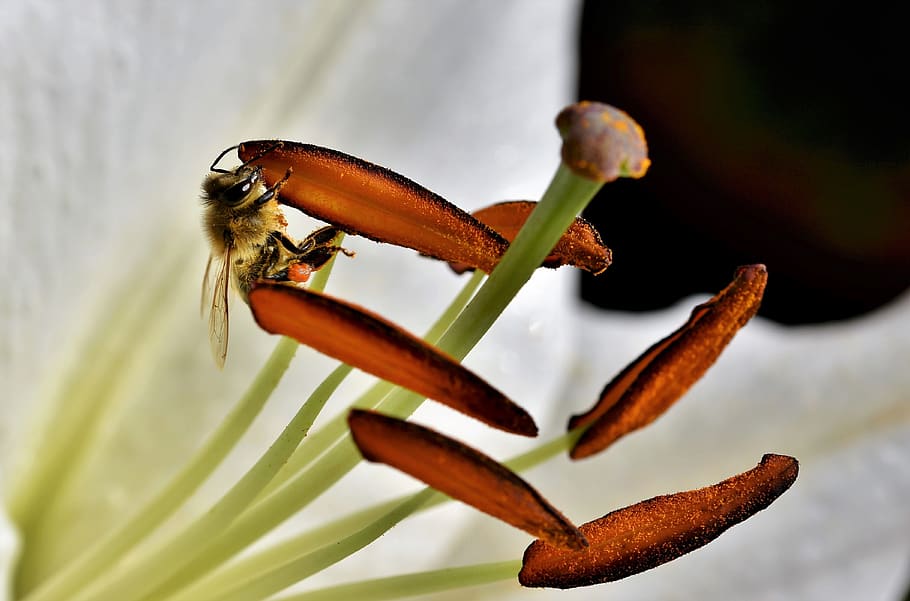 lily, blossom, bloom, bee, honey bee, lilies, stamen, pistil HD wallpaper