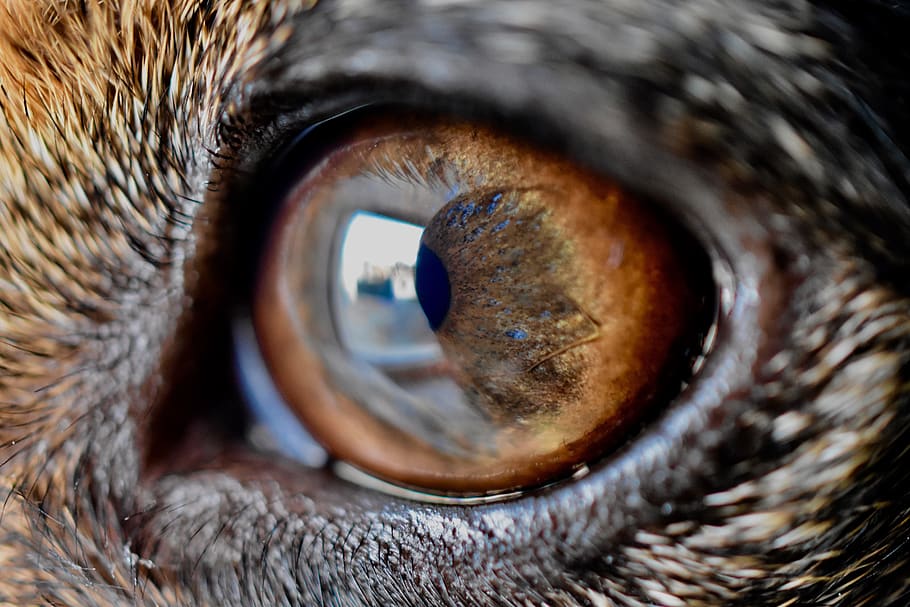 eyes, dog, macro, eyelashes, mirror, jack russel, sensory perception HD wallpaper