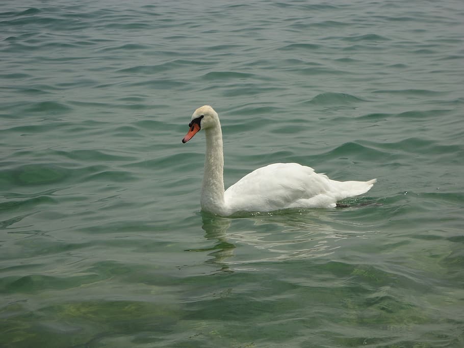 lake, swan, water, bird, vertebrate, animal wildlife, swimming HD wallpaper