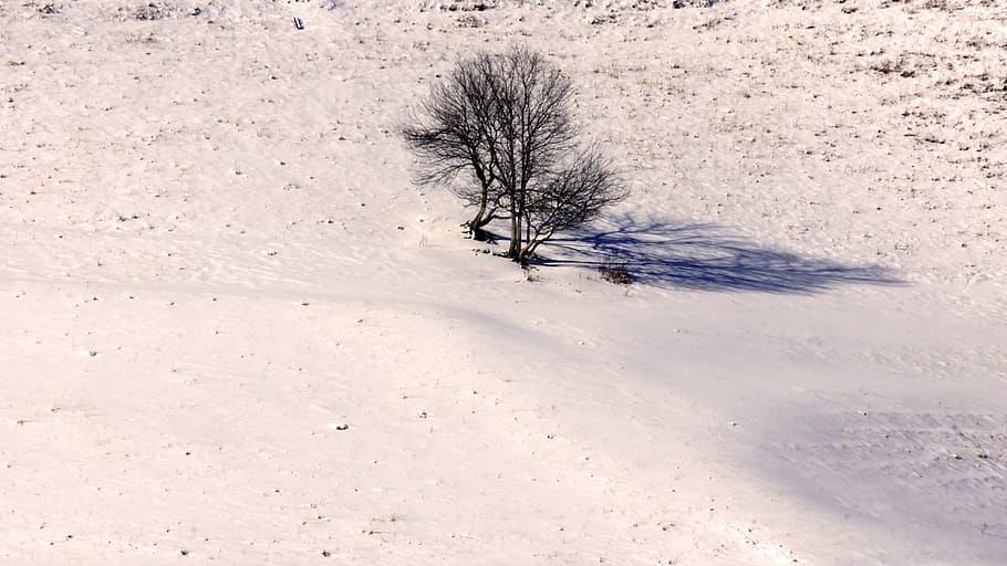 leafless tree on white open surface, plant, nature, outdoors HD wallpaper