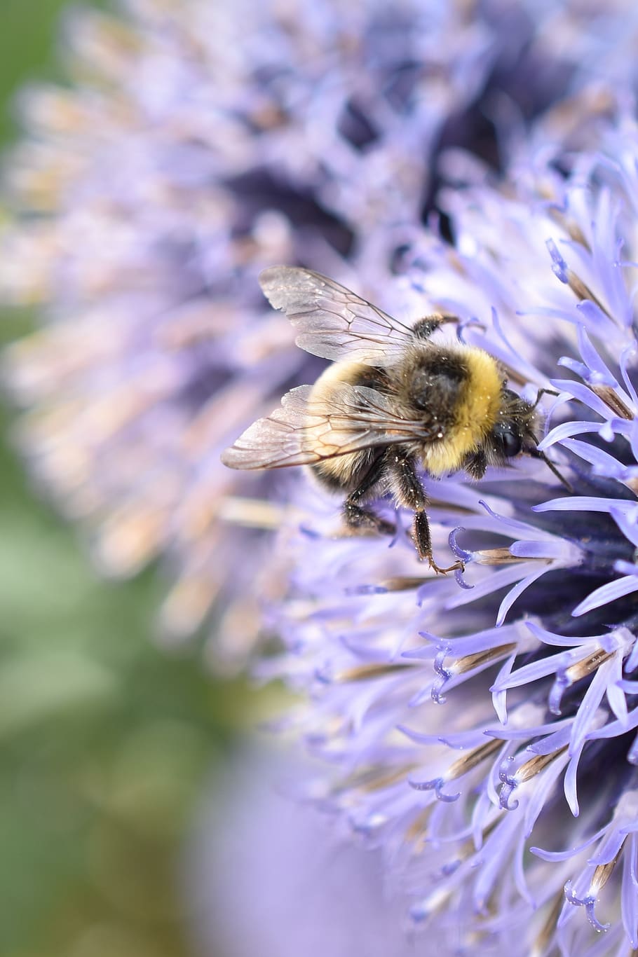 hummel, insect, violet, thistle, nature, blossom, bloom, flower HD wallpaper