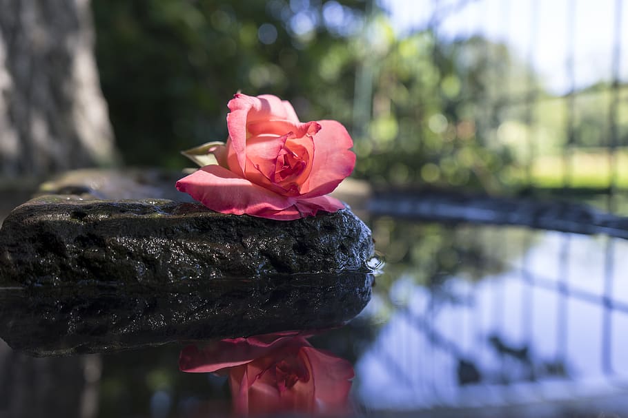 germany, berlin, rose, reflection, plant, flower, flowering plant HD wallpaper