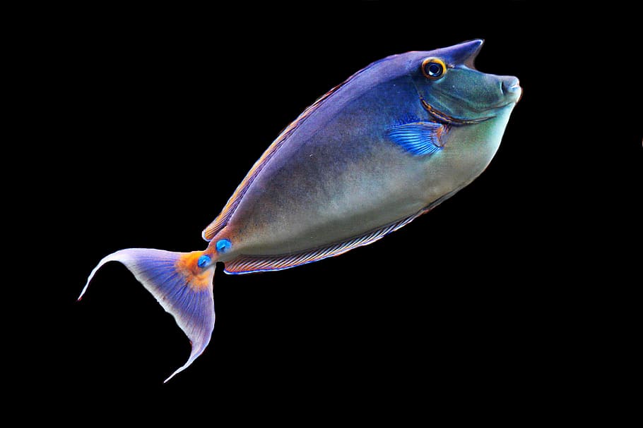 fish, creature, animal, nature, vertebrate, animal themes, black background HD wallpaper