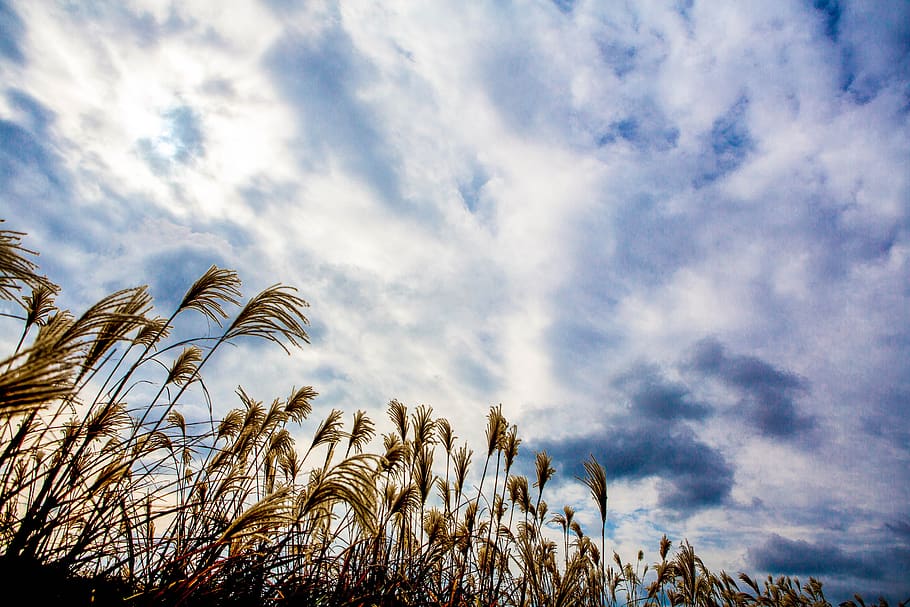 sky, cloud, reed, nature, landscape, scenery, weather, mood HD wallpaper