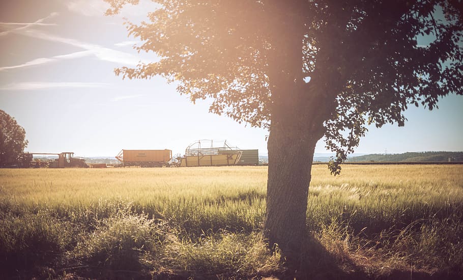 trees, field, summer, sun, snapshot factory, agricultural, plant HD wallpaper