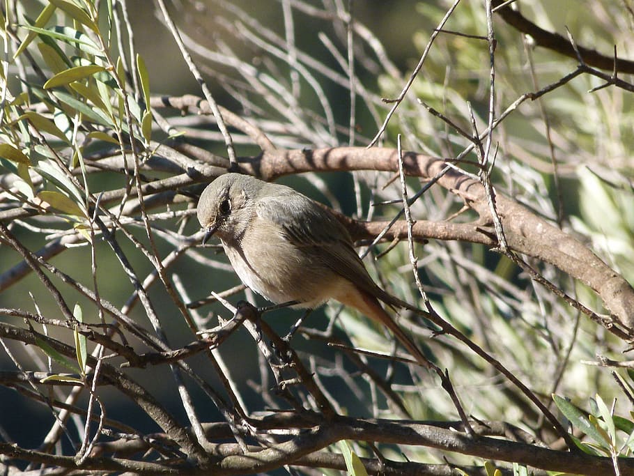 bird, tree, olive, smoked cotxa, black redstart, birds, one animal HD wallpaper