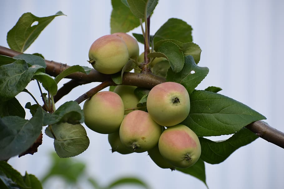 apples, tree, apple tree, garden, nature, vitamins, nutrition HD wallpaper