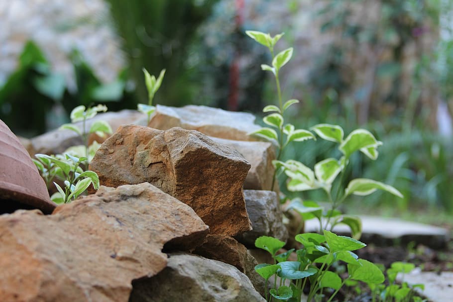 stones, nature, green, plant, leaf, plant part, growth, no people HD wallpaper