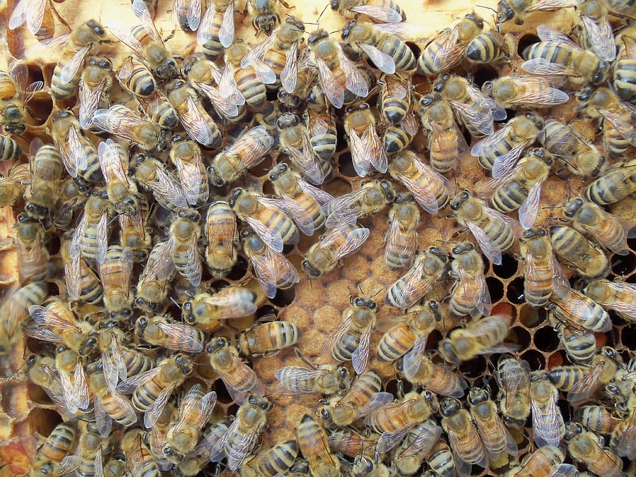honey bee, capped, brood, frame, beekeeper, animal, group of animals HD wallpaper