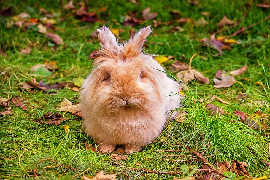 rabbit, green, cute, nature, grass, animal, easter, brown, spring HD wallpaper