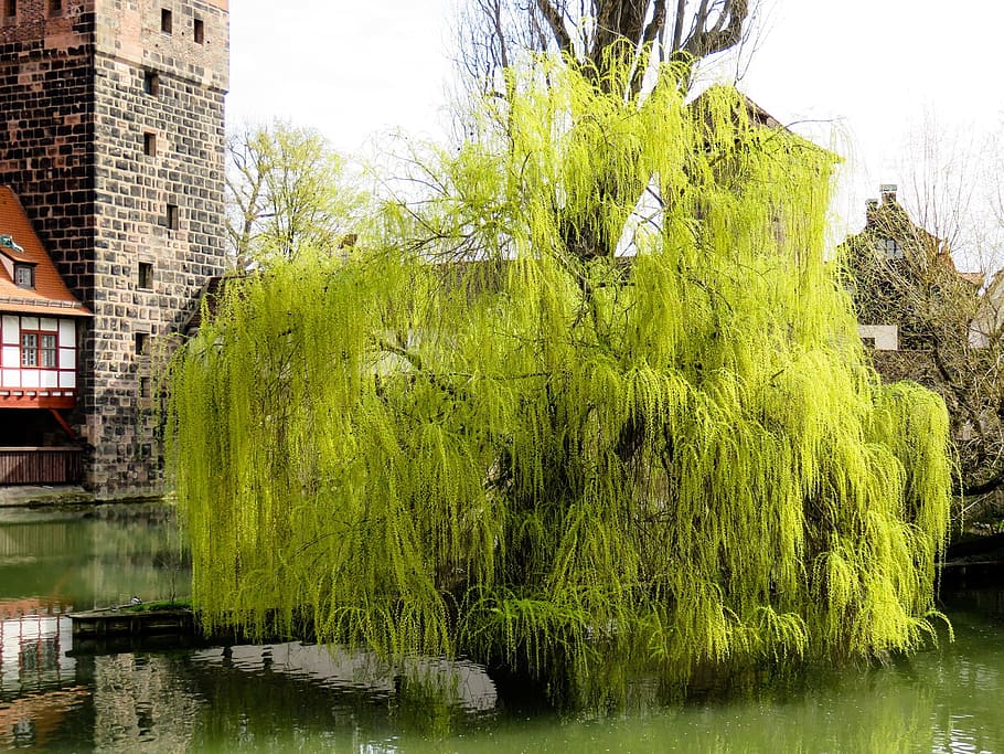 tree, river, water, channel, flow, construction, architecture HD wallpaper