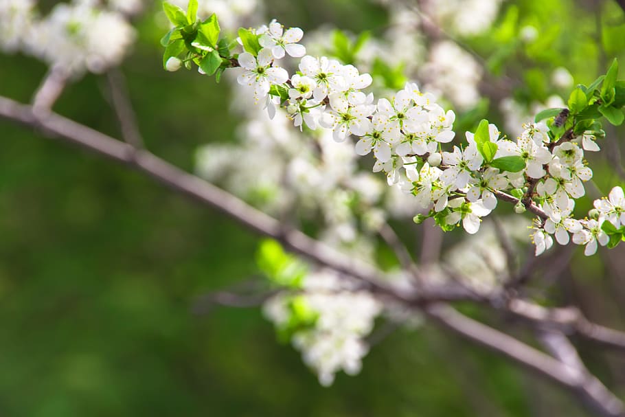 leaf, green, flower, blur, plant, close-up, garden, branch HD wallpaper