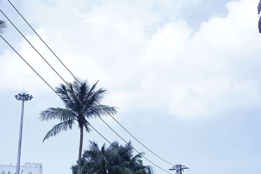 coco trees, palm tree, sky, tropical climate, cloud - sky, plant HD wallpaper