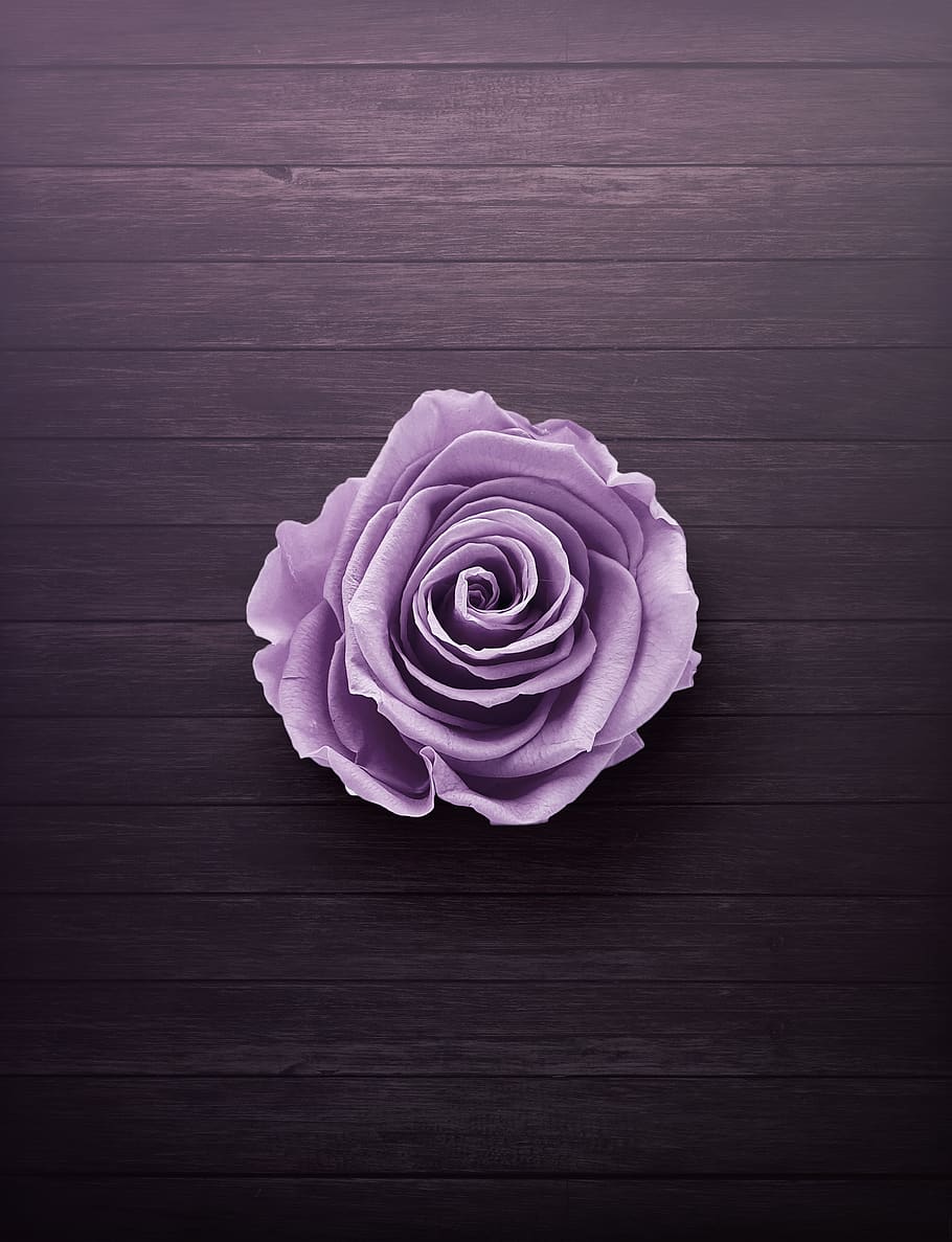 Purple Rose On Wooden Surface, bloom, blossom, flora, flower HD wallpaper