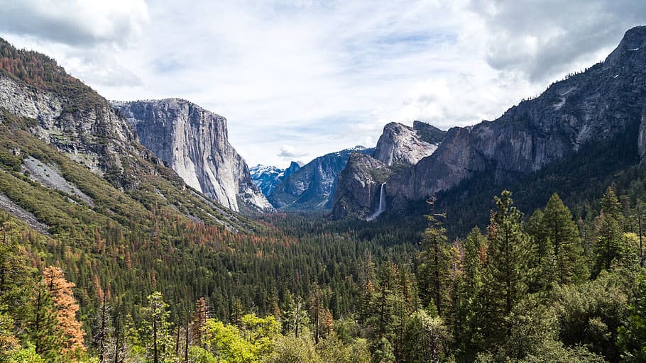 trees, plant, nature, forest, landscape, mountain, highland HD wallpaper