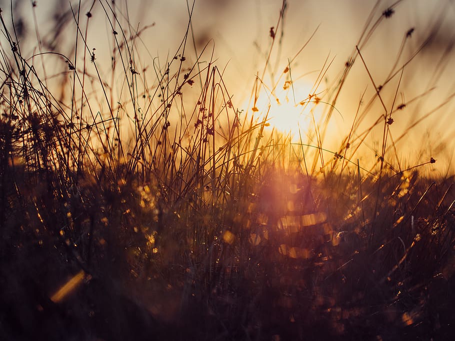 Green Grass, meadow, nature, sun, sunset, yellow, plant, sky HD wallpaper