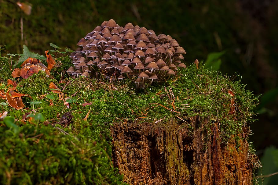 mushroom, mushrooms, sponge, agaric, small mushroom, forest mushrooms, HD wallpaper