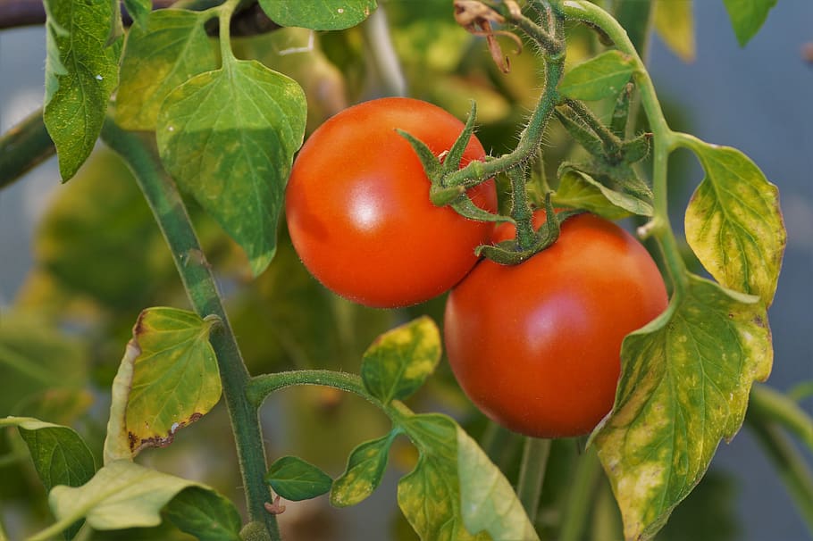 paradise, apple, tomatoes, vegetables, red, fresh, vitamins HD wallpaper