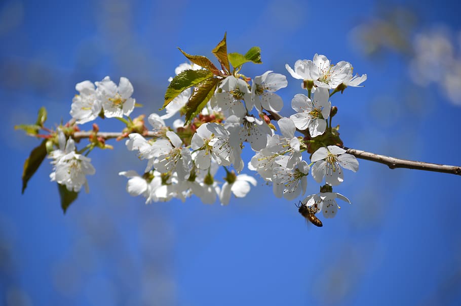 apple tree, flower, spring, garden, flowering plant, beauty in nature HD wallpaper