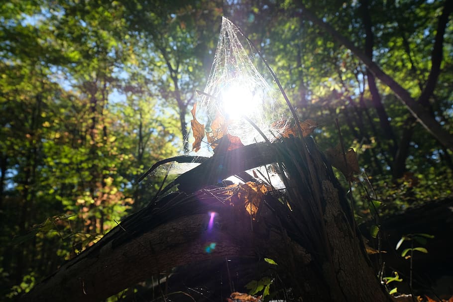 tree, trees, leaf, leaves, fall, spider web, sunlight, trunk HD wallpaper