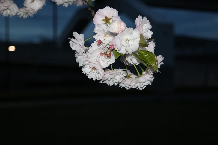 sakura, cherry, night, bloom, nature, spring, flower, flowering plant HD wallpaper