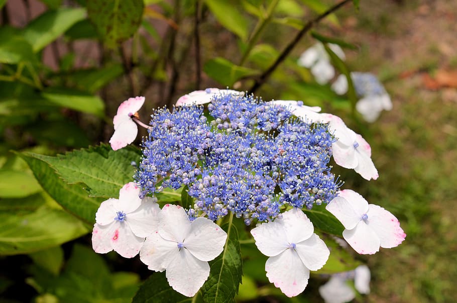 flowers, flowering plant, vulnerability, fragility, beauty in nature HD wallpaper