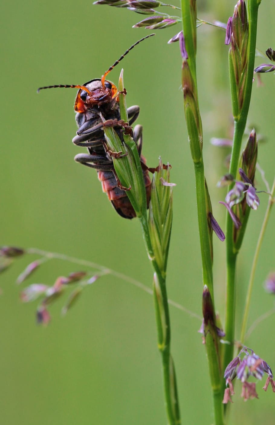 insect, nature, grass, harmfil, green, invertebrate, animal themes HD wallpaper