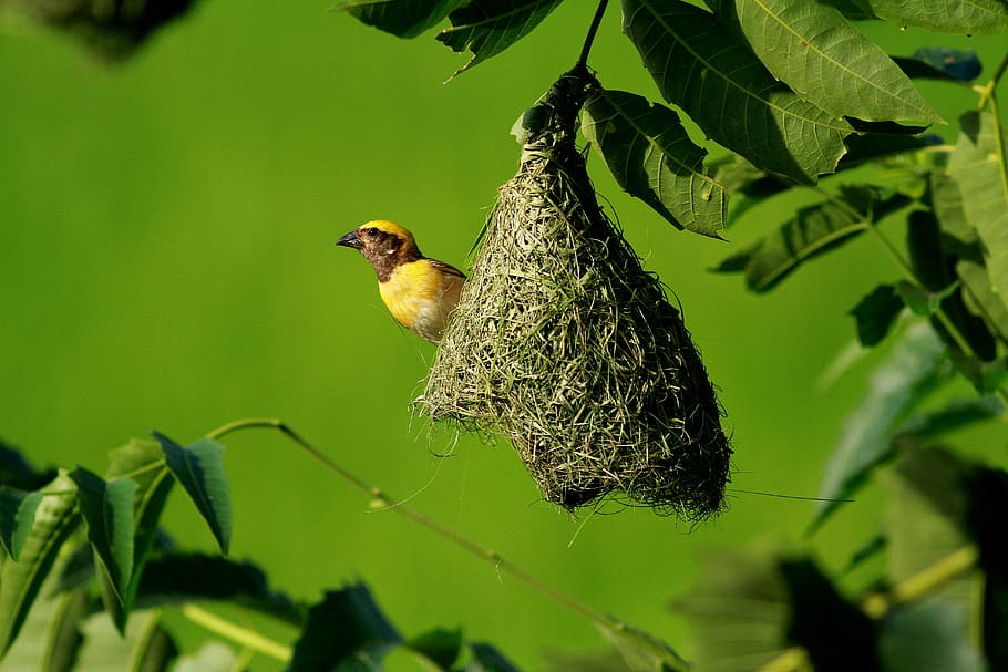yellow weaver bird on nest, animal, bird nest, india, birds, bayaweaverbird, HD wallpaper