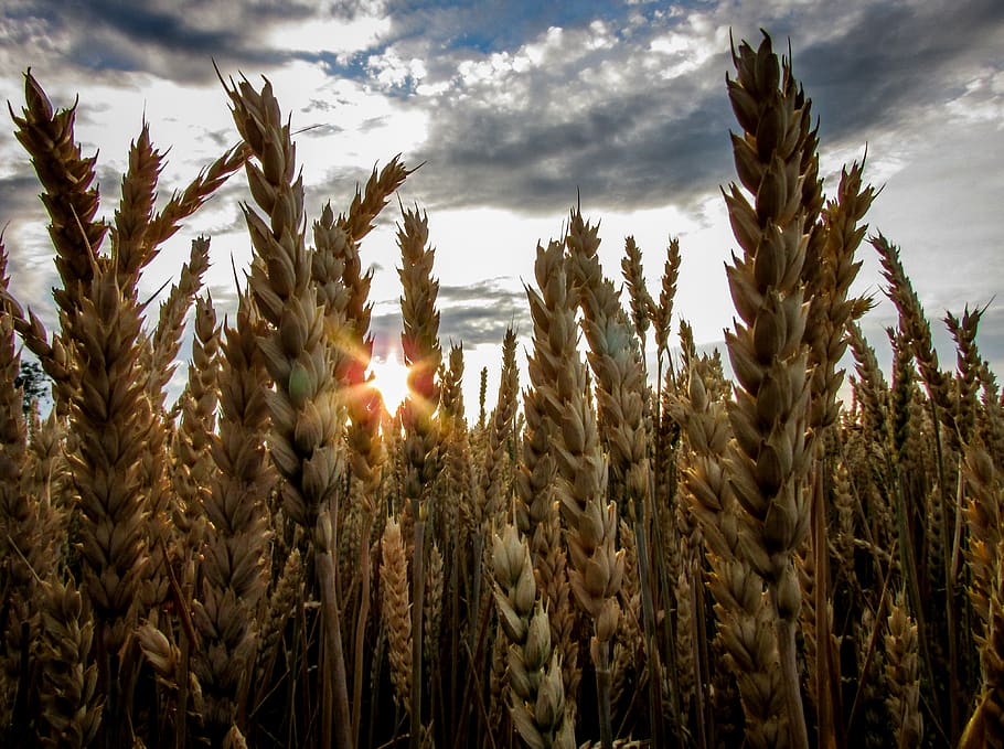Brown Wheat Field Under Blue Cloudy Sky, clouds, cropland, crops HD wallpaper