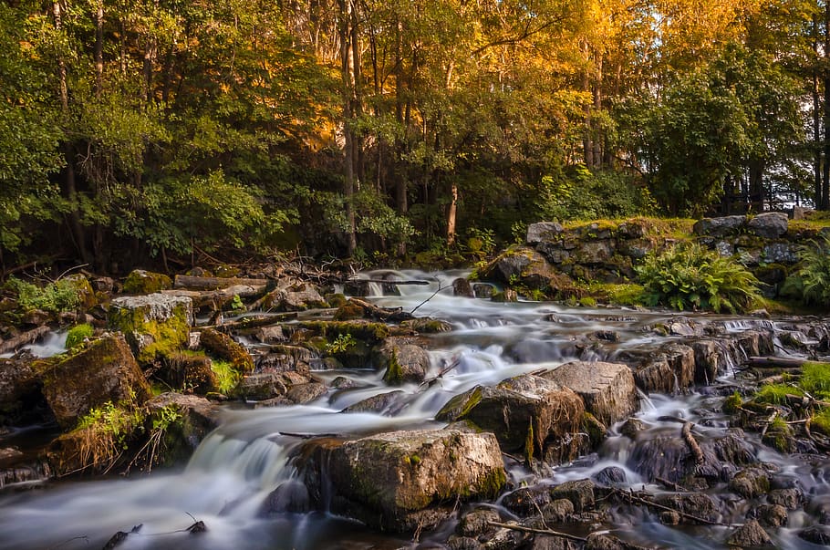 river, tree, trees, stone, stones, autumn, forest, plant, water HD wallpaper