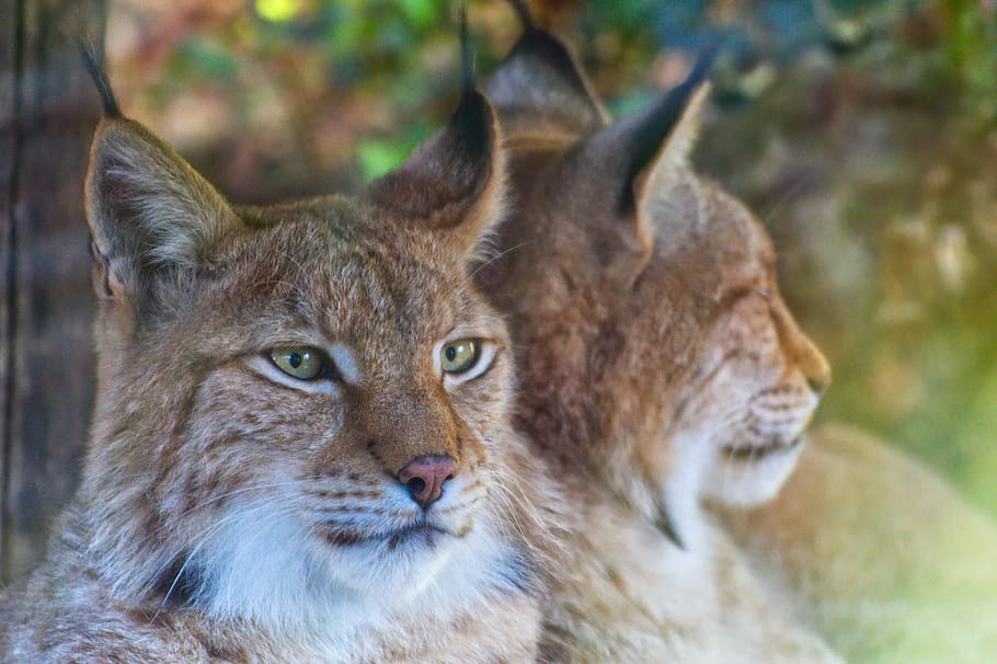 cat, white, predator, kitten, mammal, fur, mieze, cute, animal world HD wallpaper